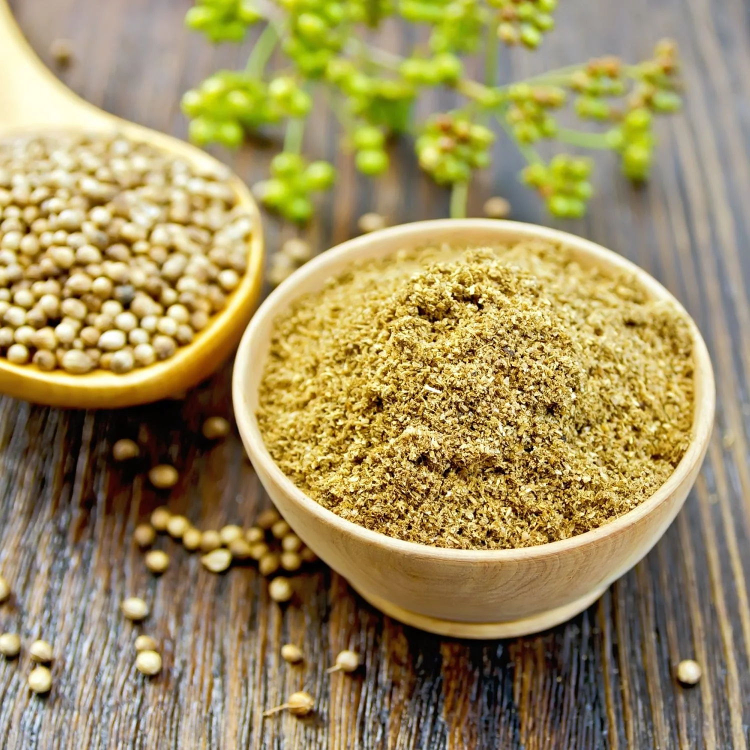 Coriander Seeds and Powder Export